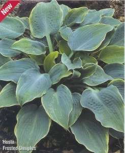 Hosta - Frosted Dimples